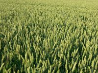 ag_download_3