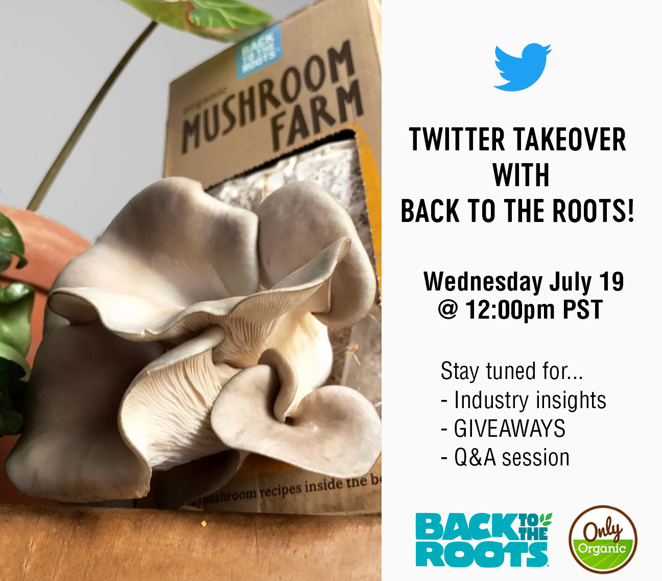 Only Organic Twitter Takeover