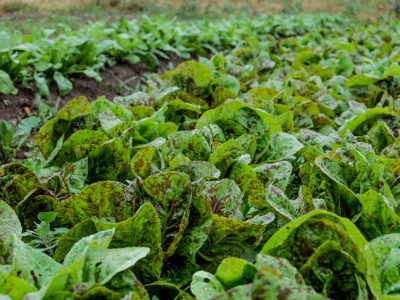 Sowing the Seeds of Organic Produce