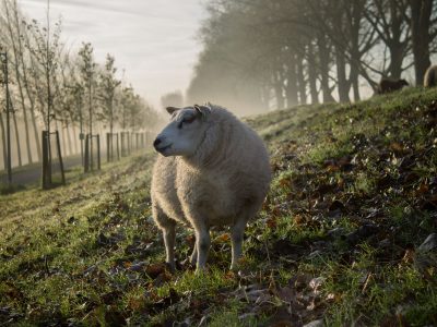 Organic Livestock Requirements