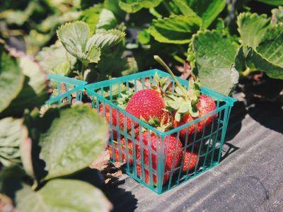 Organic Farming Practices