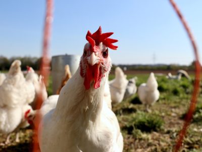 Only Organic News Overview 8-26