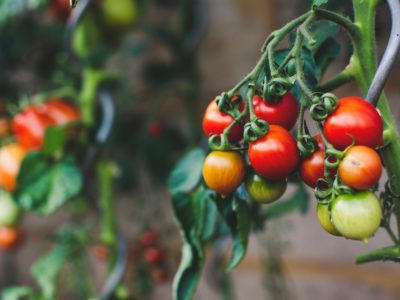 Only Organic News Overview 8-19