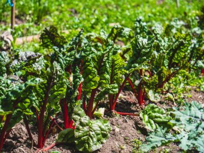 Only Organic News Overview 9-2